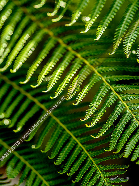 Photo of NZ tree fern frond tips of Black tree fern (Cyathea medullaris),, New Zealand (NZ)