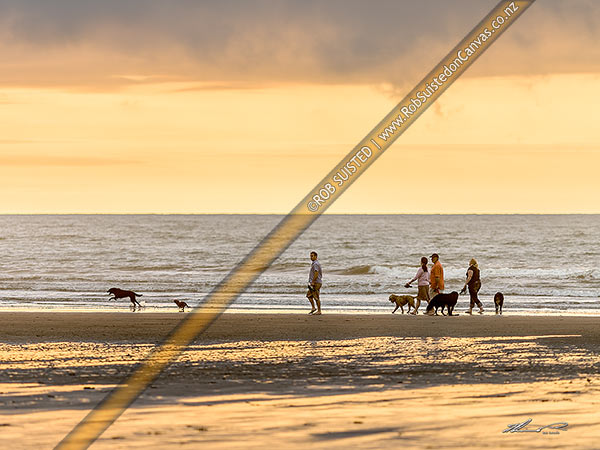 Photo of Group of friends walking dogs together on beach at sunset, Waitarere Beach, Levin, Horowhenua, Manawatu-Wanganui Region, New Zealand (NZ)