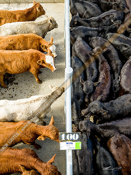 Photo of Cattle weaners for sale in livestock market. Angus, hereford and charolais,, New Zealand (NZ)