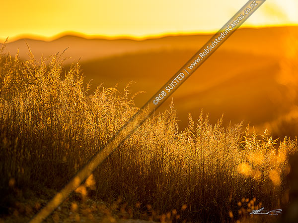 Photo of Farm grass seed and flower heads silhouetted by golden sunset,, New Zealand (NZ)