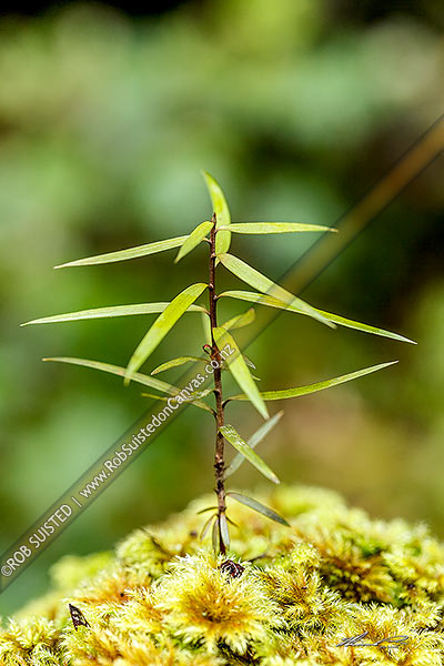 Photo of Totara tree seedling (Podocarpus totara) growing on forest floor - approx 80mm high. A species of podocarp tree endemic to New Zealand,, New Zealand (NZ)