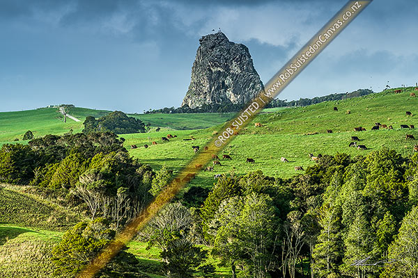 Photo of Dramatic Maungaraho Rock (221m) above grazing dairy cattle. Native forest remnant below, Dargaville, Kaipara, Northland Region, New Zealand (NZ)