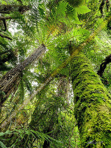 Photo of Native rainforest interior with tree ferns (mostly Dicksonia squarrosa, Wheki), Pureora Forest Park, Waitomo, Waikato Region, New Zealand (NZ)