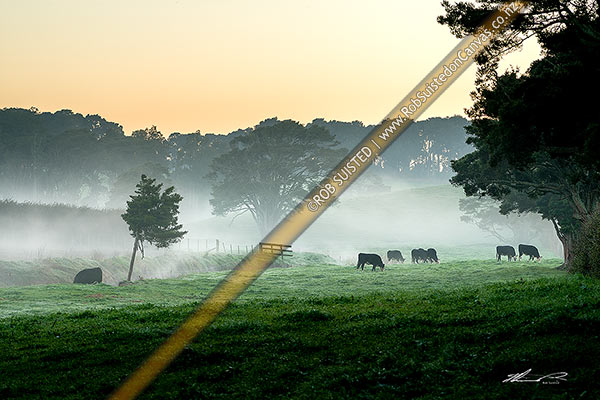 Photo of Waikato morning mist. Cattle grazing at dawn in lush pasture, Pukekohe, Papakura, Auckland Region, New Zealand (NZ)