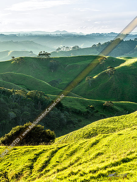 Photo of Awhitu farmland hill country, Awhitu Peninsula, Papakura, Auckland Region, New Zealand (NZ)