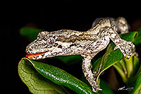 Forest gecko licking moisture, native