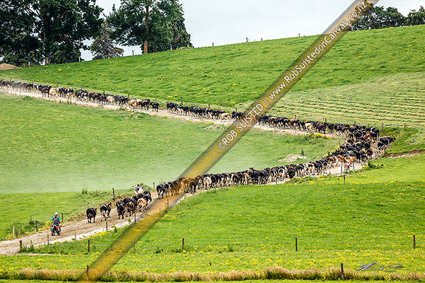 Photo of Dairy cows walking towards milking shed for milking time, along paddock laneway, with farmer on motorbike behind,, Waipa, New Zealand (NZ)
