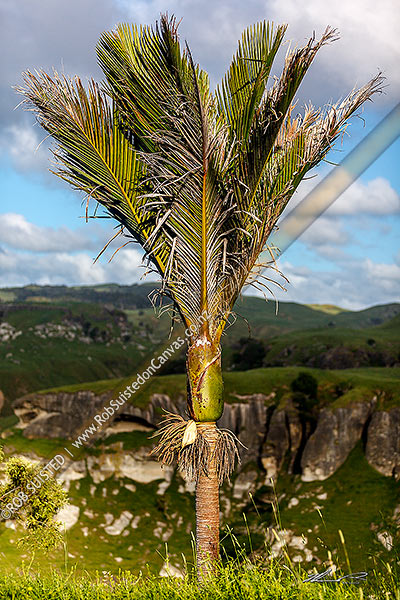 Photo of Nikau Palm (Rhopalostylis sapida) tree in sunlight, with fruit ripening on trunk,, New Zealand (NZ)