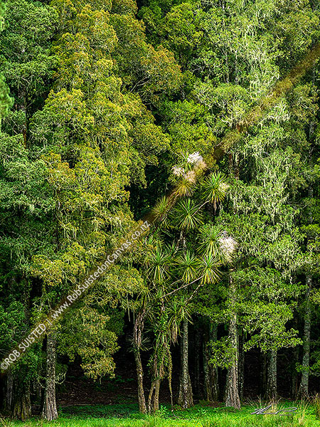 Photo of NZ native forest bush edge. Tall Podocarp trees (Kahikatea mostly) and lone cabbage tree (Cordyline australis) in flower, Waitaanga Forest, Ruapehu, Manawatu-Wanganui Region, New Zealand (NZ)
