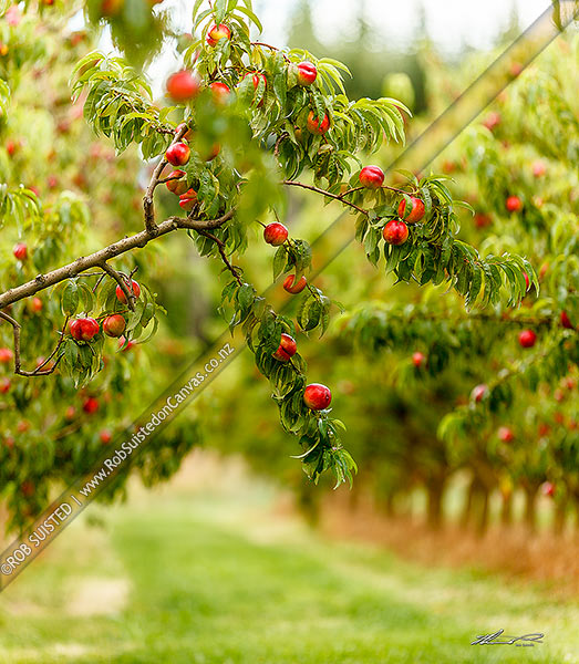 Photo of Nectarine fruit ripening on trees in commercial fruit orchard. Square format, Cromwell, Central Otago, Otago Region, New Zealand (NZ)