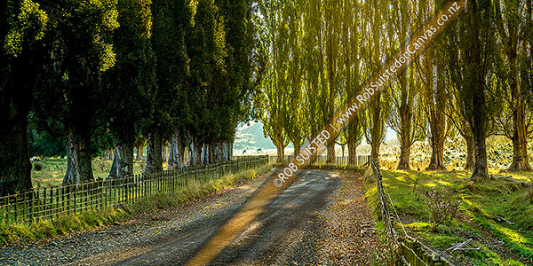 Photo of Ararawa Valley back country Oruakukuru Road. Fenced back country road lined with polar trees. Early autumn panorama, Ohakune, Ruapehu, Manawatu-Wanganui Region, New Zealand (NZ)