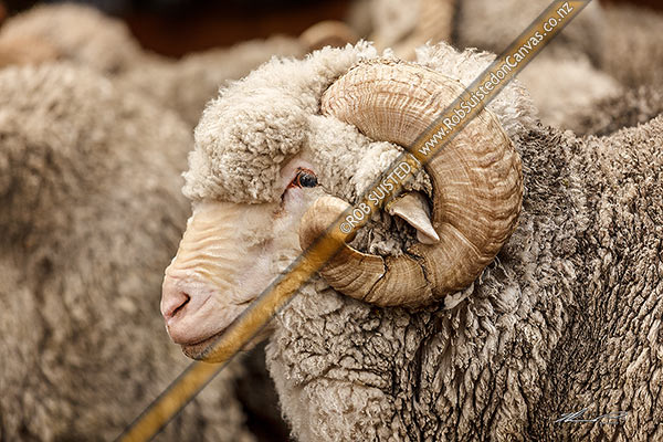 Photo of Merino sheep. Merino ram with sprial horns. Merino sheep breed is known for fine wool,, New Zealand (NZ)
