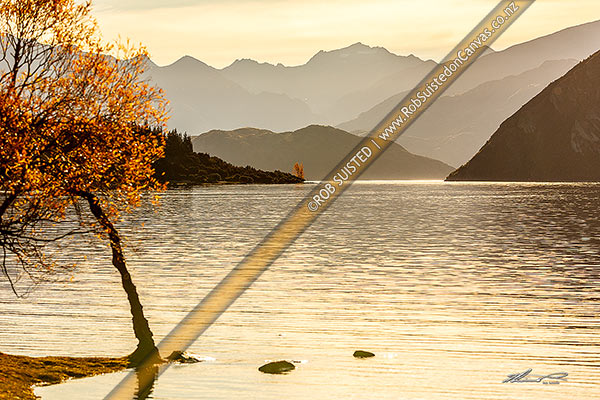 Photo of Lake Wanaka, looking past Beacon Point and Roys Peninsula to Mt Aspiring National Park in distance. Golden autumn colours, Wanaka, Queenstown Lakes, Otago Region, New Zealand (NZ)