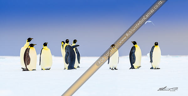 Photo of Emperor Penguins on snow and pack ice (Aptenodytes forsteri), with snow petrel (Pagodroma nivea) flying overhead. Panorama, Ross Sea, Antarctica, Antarctica Region, Antarctica