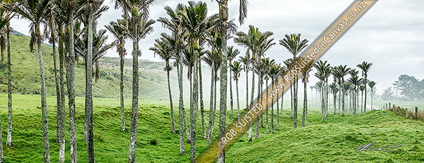 Photo of Nikau Palm trees amongst sea fog rolling in over pasture. Nikau (Rhopalostylis sapida) palm tree endemic to New Zealand. Panorama, Karamea, Buller, West Coast Region, New Zealand (NZ)