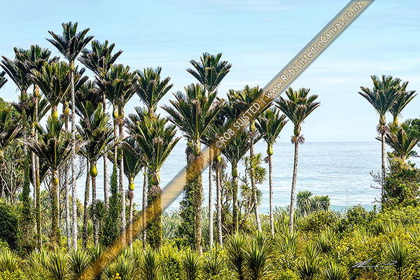 Photo of Nikau Palm trees on coast forming a thick forest. Nikau (Rhopalostylis sapida) palm tree endemic to New Zealand,, New Zealand (NZ)