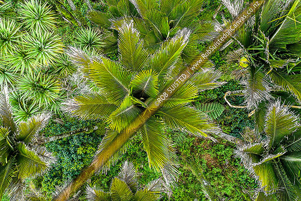 Photo of Nikau Palm tree canopy, looking down on foliage and fronds. Nikau (Rhopalostylis sapida) palm tree endemic to New Zealand. Aerial view,, New Zealand (NZ)