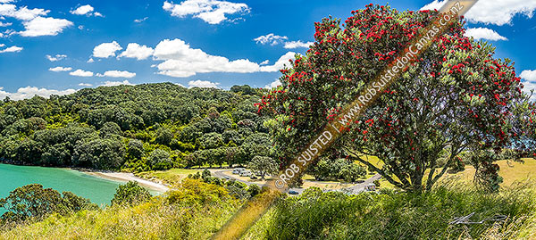 Photo of Pohutukawa tree (Metrosideros excelsa) flowering in Anzac Bay, Papatu Point. Panorama, Bowentown, Waihi Beach, Western Bay of Plenty, Bay of Plenty Region, New Zealand (NZ)