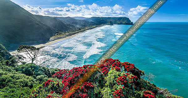 Photo of North Piha Beach, and Kohunui Bay, seen from Te Waha Point. Lion Rock and Kaiwhare Point distant. Waitakere Ranges, West Auckland, with flowering Pohutukawa trees, Piha Beach, Waitakere City, Auckland Region, New Zealand (NZ)