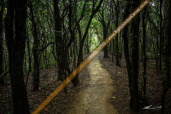 Photo of Forest walking track through misty rainforest of Tawa (Beilschmiedia tawa) and Kohekohe ((Dysoxylum spectabile) trees. Gloomy, almost spooky native bush,, Wellington City, Wellington Region, New Zealand (NZ)