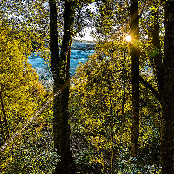 Photo of Balls Clearing Scenic Reserve at dawn as sunrise shines into the old stand podocarp forest. Balls Clearing in frost behind. Square format, Puketitiri, Hastings, Hawke's Bay Region, New Zealand (NZ)