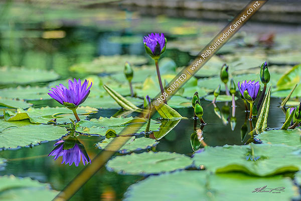Photo of Water lily flowers (Nymphaea species). Water lilies and pads,, New Zealand (NZ)
