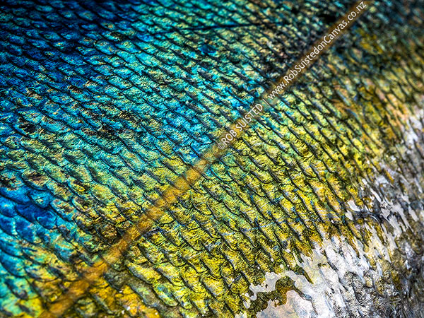 Photo of Kingfish (Seriola lalandi) skin and scale patterns and textures of blue, green, yellow and white. Also known as southern yellowtail amberjack, yellowtail kingfish or great amberjack,, New Zealand (NZ)
