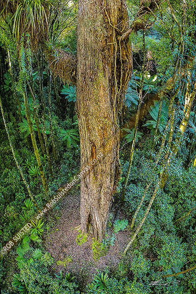 Photo of Giant Matai Tree (Prumnopitys taxifolia -matai or black pine) trunk growing in the Wainuiomata catchment area, unlogged podocarp forest. Aerial View, Remutaka Range, Wainuiomata, Hutt City, Wellington Region, New Zealand (NZ)