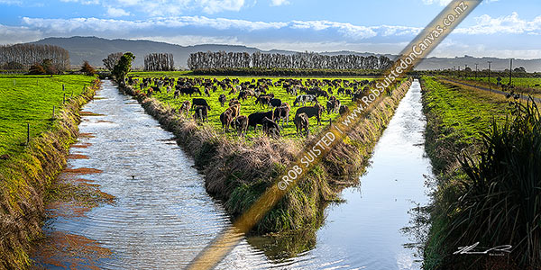 Photo of Dairy farming and lush farmland amongst wetland drainage canals and channels near the Kaituna River. V-shaped paddock from canal intersection. Panorama, Te Puke, Western Bay of Plenty, Bay of Plenty Region, New Zealand (NZ)