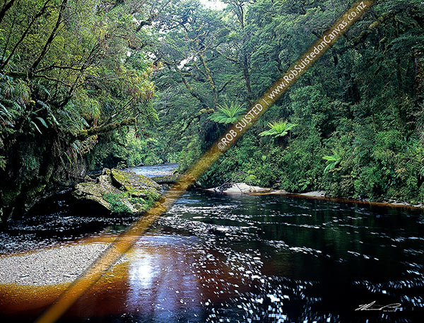 Photo of The dark tannin stained Oparara River as it slowly winds through beech forest, Karamea,Kahurangi National Park, Buller, West Coast Region, New Zealand (NZ)