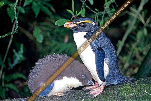 Photo of Fiordland crested penguin (Eudyptes pachyrhynchus) - Adult and chick, late October, Fiordland National Park, Southland, New Zealand (NZ)