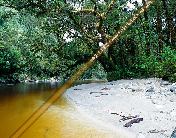 Photo of Beech trees overhanging the tannin stained Oparara River, Karamea, Buller, West Coast Region, New Zealand (NZ)