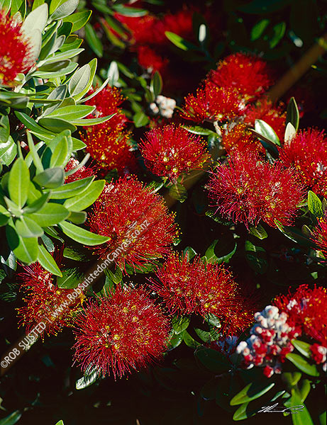 Photo of Pohutukawa flowers (Metrosideros excelsa), Wellington, Wellington City, New Zealand (NZ)